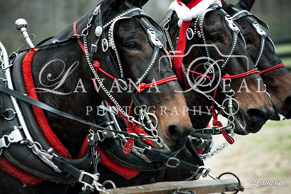 2017 LFCP-1808